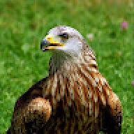 Jorgerobalo