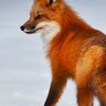 Oldfox