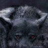 Guaro