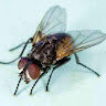 Ginoilmoscerino