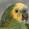 cocorito