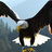 Iameagle